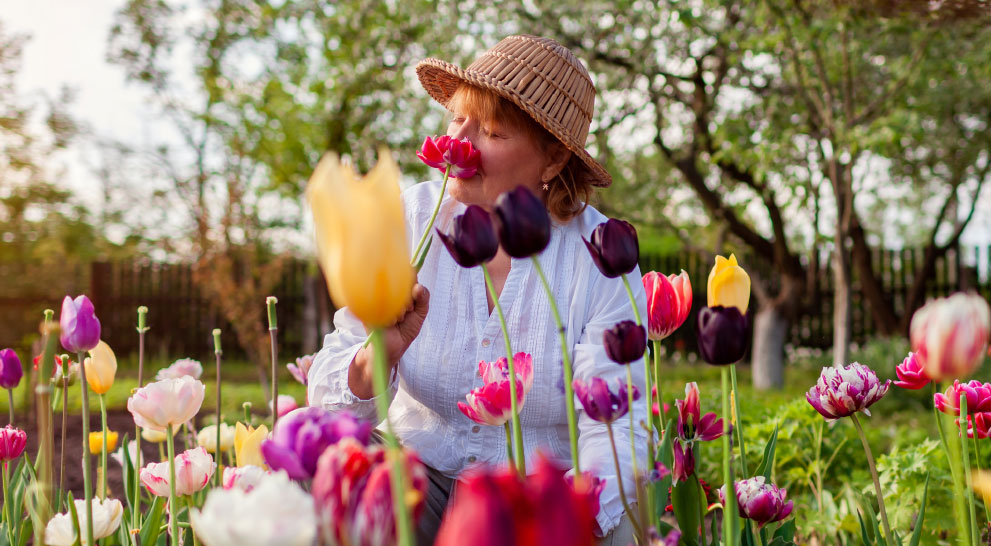 A senior woman gardens amidst tulips in Athens, GA.